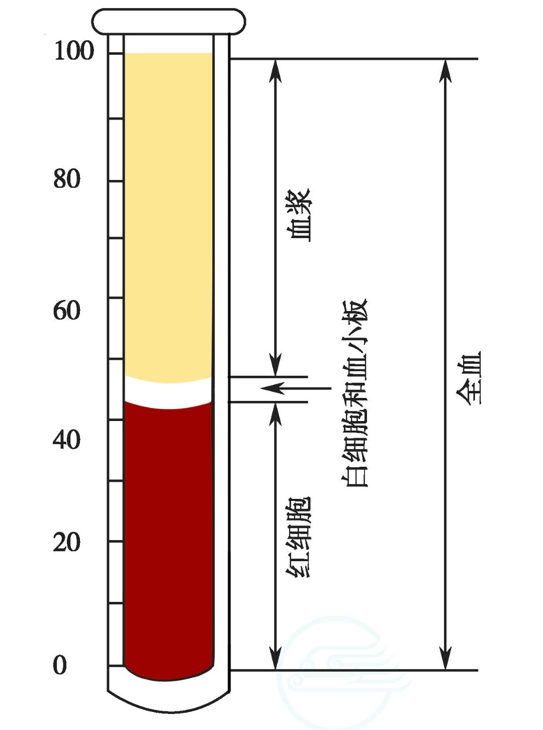 人体解剖生理学——血液的组成和理化性质|“朝闻道”知识分享大赛-CSDN社区