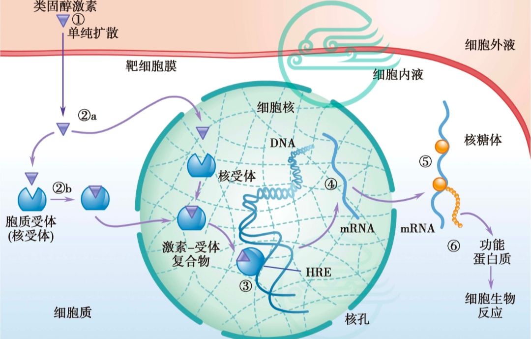 人体解剖生理学细胞的信号转导朝闻道知识分享大赛