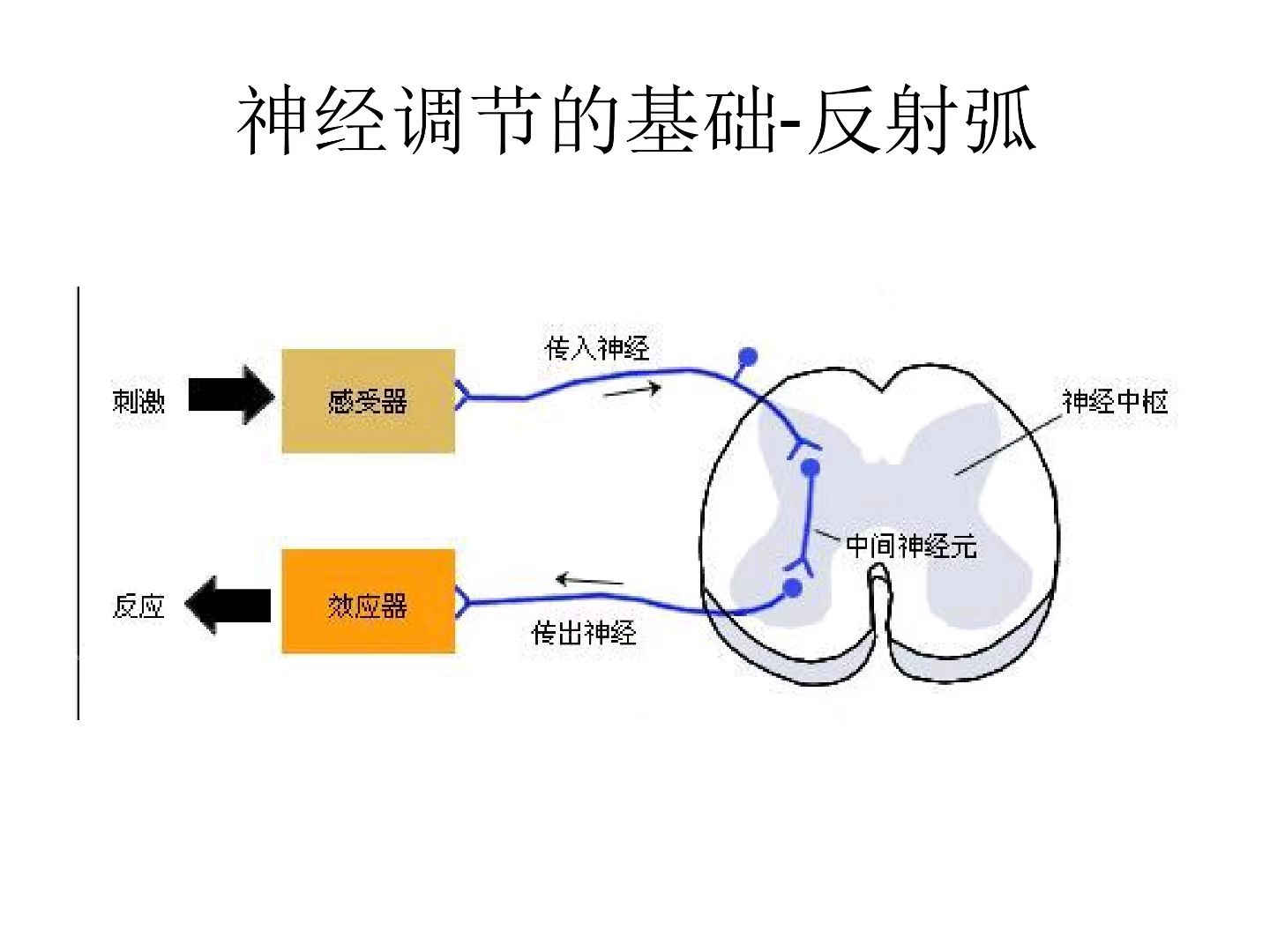 《人体解剖生理学》绪论知识梳理及心得体会|“朝闻道”知识分享大赛-CSDN社区